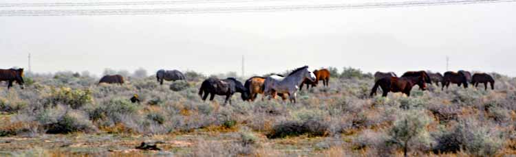 mustangs
